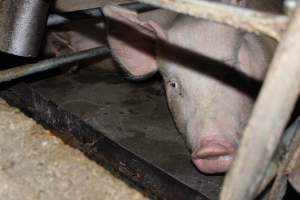 Sow stalls at Strathvean Piggery NSW - Australian pig farming - Captured at Strathvean Piggery, Tarcutta NSW Australia.