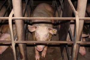 Sow stalls at Strathvean Piggery NSW - Australian pig farming - Captured at Strathvean Piggery, Tarcutta NSW Australia.