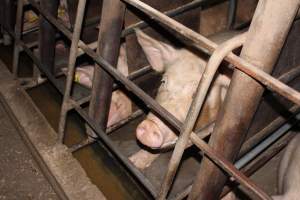 Sow stalls at Strathvean Piggery NSW - Australian pig farming - Captured at Strathvean Piggery, Tarcutta NSW Australia.