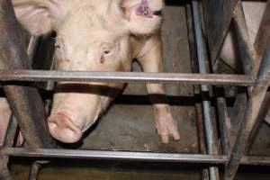 Sow stalls at Strathvean Piggery NSW - Australian pig farming - Captured at Strathvean Piggery, Tarcutta NSW Australia.