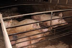 Group sow housing - Australian pig farming - Captured at Strathvean Piggery, Tarcutta NSW Australia.