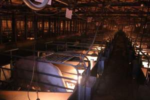 Looking across farrowing shed - Australian pig farming - Captured at Strathvean Piggery, Tarcutta NSW Australia.