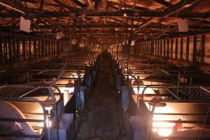 Looking down aisle of farrowing shed - Australian pig farming - Captured at Strathvean Piggery, Tarcutta NSW Australia.