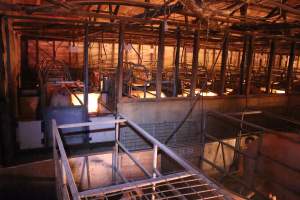 Looking across farrowing shed - Australian pig farming - Captured at Strathvean Piggery, Tarcutta NSW Australia.