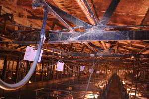 Looking across farrowing shed - Australian pig farming - Captured at Strathvean Piggery, Tarcutta NSW Australia.