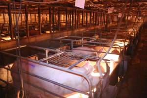 Farrowing crates at Strathvean Piggery NSW - Australian pig farming - Captured at Strathvean Piggery, Tarcutta NSW Australia.