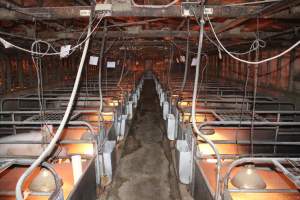 Looking down aisle of farrowing shed - Australian pig farming - Captured at Strathvean Piggery, Tarcutta NSW Australia.