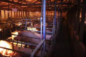 Farrowing crates at Strathvean Piggery NSW - Australian pig farming - Captured at Strathvean Piggery, Tarcutta NSW Australia.