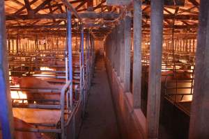 Looking down aisle of farrowing shed - Australian pig farming - Captured at Strathvean Piggery, Tarcutta NSW Australia.