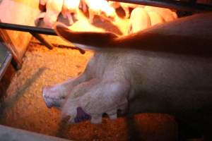 Farrowing crates at Strathvean Piggery NSW - Australian pig farming - Captured at Strathvean Piggery, Tarcutta NSW Australia.