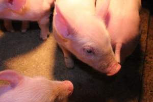 Farrowing crates at Strathvean Piggery NSW - Australian pig farming - Captured at Strathvean Piggery, Tarcutta NSW Australia.