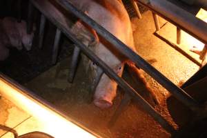 Farrowing crates at Strathvean Piggery NSW - Australian pig farming - Captured at Strathvean Piggery, Tarcutta NSW Australia.