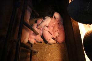 Farrowing crates at Strathvean Piggery NSW - Australian pig farming - Captured at Strathvean Piggery, Tarcutta NSW Australia.