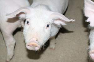 Weaner piglet - Australian pig farming - Captured at Strathvean Piggery, Tarcutta NSW Australia.