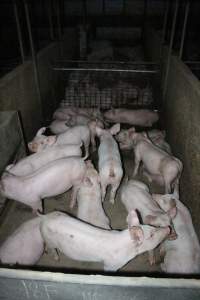 Weaner piglets - Australian pig farming - Captured at Strathvean Piggery, Tarcutta NSW Australia.