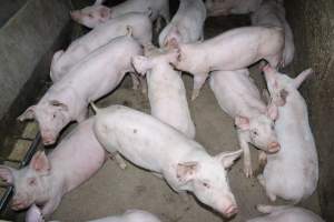 Weaner piglets - Australian pig farming - Captured at Strathvean Piggery, Tarcutta NSW Australia.