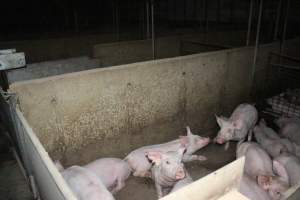 Weaner piglets - Australian pig farming - Captured at Strathvean Piggery, Tarcutta NSW Australia.