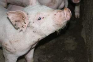 Weaner piglets - Australian pig farming - Captured at Strathvean Piggery, Tarcutta NSW Australia.