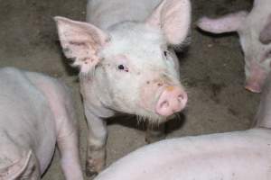 Weaner piglets - Australian pig farming - Captured at Strathvean Piggery, Tarcutta NSW Australia.