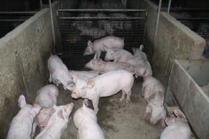 Weaner piglets - Australian pig farming - Captured at Strathvean Piggery, Tarcutta NSW Australia.