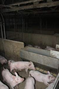 Farrowing crates at Strathvean Piggery NSW - Weaner piglets - Captured at Strathvean Piggery, Tarcutta NSW Australia.