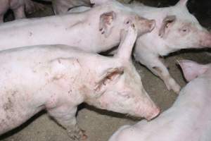 Weaner piglets - Australian pig farming - Captured at Strathvean Piggery, Tarcutta NSW Australia.