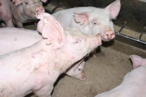 Weaner piglets - Australian pig farming - Captured at Strathvean Piggery, Tarcutta NSW Australia.