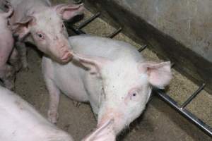 Weaner piglets - Australian pig farming - Captured at Strathvean Piggery, Tarcutta NSW Australia.