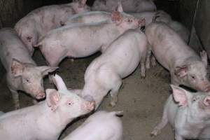 Weaner piglets - Australian pig farming - Captured at Strathvean Piggery, Tarcutta NSW Australia.