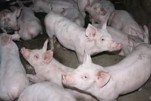 Weaner piglets - Australian pig farming - Captured at Strathvean Piggery, Tarcutta NSW Australia.