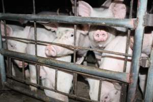 Weaner piglets - Australian pig farming - Captured at Strathvean Piggery, Tarcutta NSW Australia.