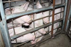Weaner piglets - Australian pig farming - Captured at Strathvean Piggery, Tarcutta NSW Australia.