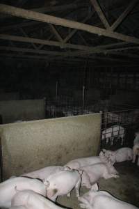 Grower pigs - Australian pig farming - Captured at Strathvean Piggery, Tarcutta NSW Australia.