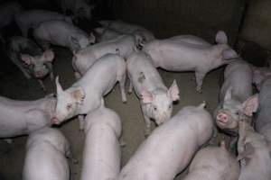 Grower pigs - Australian pig farming - Captured at Strathvean Piggery, Tarcutta NSW Australia.