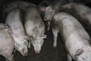 Australian pig farming - Captured at Strathvean Piggery, Tarcutta NSW Australia.