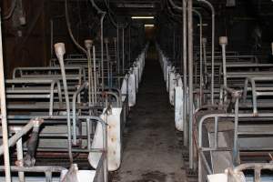 Farrowing crates at Boen Boe Stud Piggery NSW - Australian pig farming - Captured at Boen Boe Stud Piggery, Joadja NSW Australia.