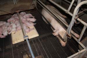 Farrowing crates at Boen Boe Stud Piggery NSW - Australian pig farming - Captured at Boen Boe Stud Piggery, Joadja NSW Australia.