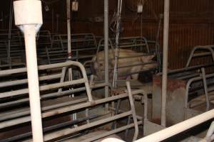 Farrowing crates at Boen Boe Stud Piggery NSW - Australian pig farming - Captured at Boen Boe Stud Piggery, Joadja NSW Australia.