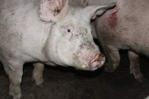 Australian pig farming - Captured at Strathvean Piggery, Tarcutta NSW Australia.