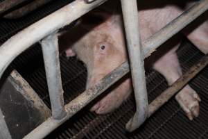 Farrowing crates at Boen Boe Stud Piggery NSW - Australian pig farming - Captured at Boen Boe Stud Piggery, Joadja NSW Australia.