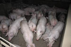 Grower/finisher pigs - Australian pig farming - Captured at Strathvean Piggery, Tarcutta NSW Australia.