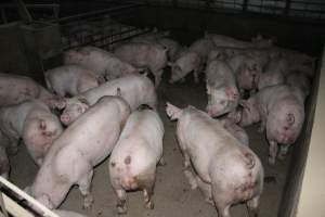 Grower/finisher pigs - Australian pig farming - Captured at Strathvean Piggery, Tarcutta NSW Australia.