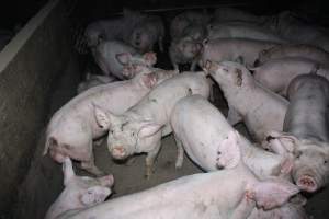 Grower/finisher pigs - Australian pig farming - Captured at Strathvean Piggery, Tarcutta NSW Australia.