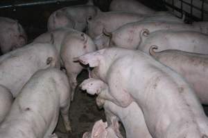 Grower/finisher pigs - Australian pig farming - Captured at Strathvean Piggery, Tarcutta NSW Australia.