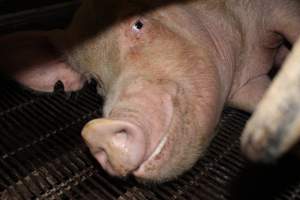 Farrowing crates at Boen Boe Stud Piggery NSW - Australian pig farming - Captured at Boen Boe Stud Piggery, Joadja NSW Australia.