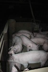 Grower/finisher pigs - Australian pig farming - Captured at Strathvean Piggery, Tarcutta NSW Australia.