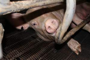 Farrowing crates at Boen Boe Stud Piggery NSW - Australian pig farming - Captured at Boen Boe Stud Piggery, Joadja NSW Australia.