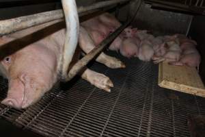 Farrowing crates at Boen Boe Stud Piggery NSW - Australian pig farming - Captured at Boen Boe Stud Piggery, Joadja NSW Australia.