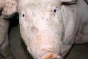 Grower/finisher pigs - Australian pig farming - Captured at Strathvean Piggery, Tarcutta NSW Australia.