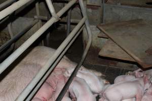 Farrowing crates at Boen Boe Stud Piggery NSW - Australian pig farming - Captured at Boen Boe Stud Piggery, Joadja NSW Australia.